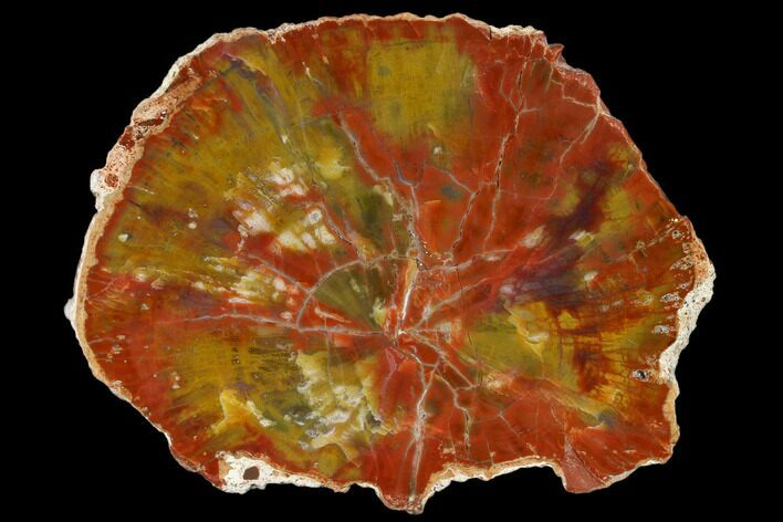 Polished Petrified Wood (Araucarioxylon) Slab - Arizona #114521